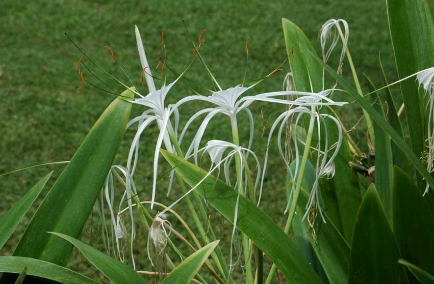 Flor tropical - islas Hawaii - EEUU 1